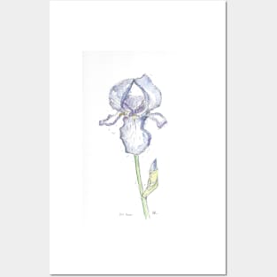 Blue iris illustration. Posters and Art